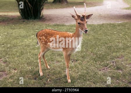 Portrair di giovani cervi dalla coda bianca con macchie bianche nell'erba nelle calde giornate estive. Foto Stock