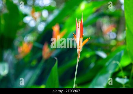 Primo piano su una Heliconia psittacorum. Foto Stock