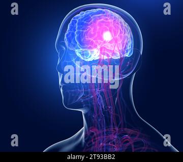 Illustrazione anatomica 3D dell'interno trasparente della testa umana. Mostra le vene e le arterie che provengono dal cuore e che passano attraverso il cervello. Foto Stock