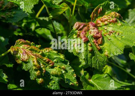 Malattia di ribes rosso e bianco, infezione da afidi gallici antracnosi. Bolle marroni su foglie verdi nella parte superiore. Foto Stock