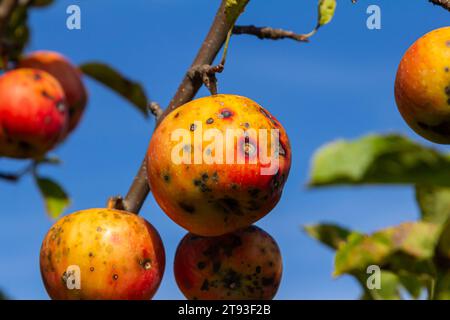 Una pila di malattie e sintomi della scab delle mele con alberi di mele. Foto Stock