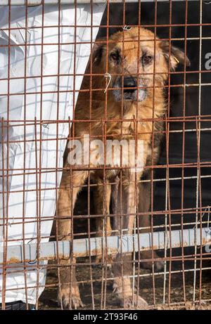 Yambol Bulgaria 21 novembre 2023: L'esponente Claire Starling dello Yorkshire ha organizzato una protesta per i diritti degli animali dopo che un dito della mano destra si è morso durante una visita al rifugio di Yambol. Claire che ha detto che stava dando da mangiare ai cani quando accadde l'incidente, i cani muoiono di fame e sono in condizioni molto povere. Attivisti per i diritti degli animali, compresa la comunità inglese, si sono riuniti per protestare contro le condizioni del rifugio per cani municipale. I cani che vivono nei loro escrementi esposti alle intemperie i cani elementsdog muoiono di colpo di calore e congelamento. Clifford Norton Alamy Live News Foto Stock