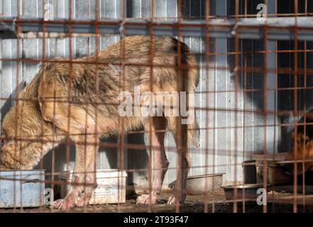 Yambol Bulgaria 21 novembre 2023: L'esponente Claire Starling dello Yorkshire ha organizzato una protesta per i diritti degli animali dopo che un dito della mano destra si è morso durante una visita al rifugio di Yambol. Claire che ha detto che stava dando da mangiare ai cani quando accadde l'incidente, i cani muoiono di fame e sono in condizioni molto povere. Attivisti per i diritti degli animali, compresa la comunità inglese, si sono riuniti per protestare contro le condizioni del rifugio per cani municipale. I cani che vivono nei loro escrementi esposti alle intemperie i cani elementsdog muoiono di colpo di calore e congelamento. Clifford Norton Alamy Live News Foto Stock