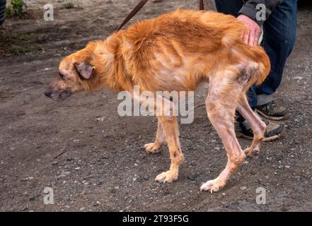 Yambol Bulgaria 21 novembre 2023: L'esponente Claire Starling dello Yorkshire ha organizzato una protesta per i diritti degli animali dopo che un dito della mano destra si è morso durante una visita al rifugio di Yambol. Claire che ha detto che stava dando da mangiare ai cani quando accadde l'incidente, i cani muoiono di fame e sono in condizioni molto povere. Attivisti per i diritti degli animali, compresa la comunità inglese, si sono riuniti per protestare contro le condizioni del rifugio per cani municipale. I cani che vivono nei loro escrementi esposti alle intemperie i cani elementsdog muoiono di colpo di calore e congelamento. Clifford Norton Alamy Live News Foto Stock