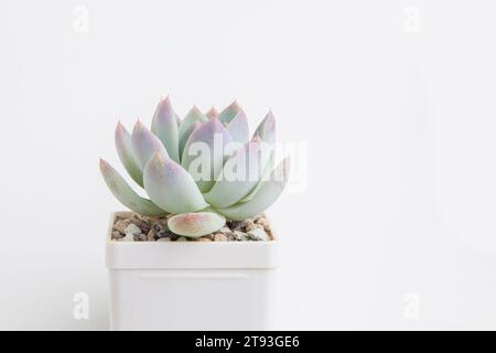 Echeveria Ghost Flower. Pianta di casa succulenta in vaso di plastica bianca su sfondo bianco Foto Stock