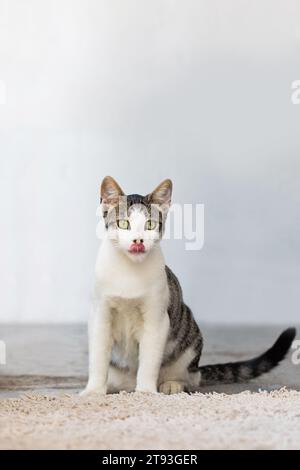 Il gatto simpatico si lecca le labbra. Ritratto di un gattino bianco-marrone con bellissimi occhi verdi. Gatto affamato adorabile, concetto delizioso Foto Stock