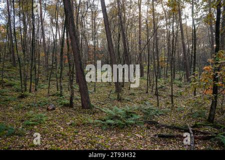 Foresta decidua in Fall Brunsummerheide, Limburgo, Paesi Bassi, Foto Stock