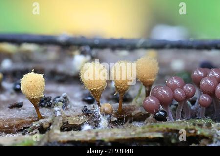 Hemitrichia calyculata, comunemente nota come stampo a spinta Foto Stock