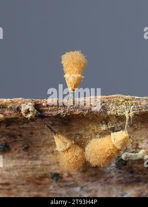 Hemitrichia calyculata, comunemente nota come muffa a spinotto, immagine al microscopio delle spore Foto Stock