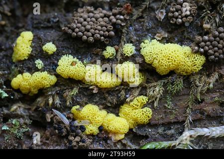 Ceratiomyxa porioides, chiamata anche Ceratiomyxa fructiculosa var. Porioidi, comunemente noti come muffa di melma di corallo, variante gialla. Foto Stock