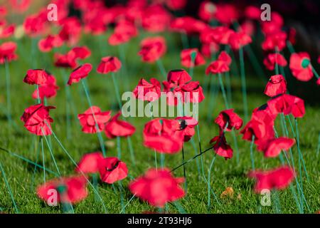 Dettaglio dei papaveri rossi nel giardino della memoria di Princes Street Gardens, Edimburgo, Scozia, Regno Unito Foto Stock