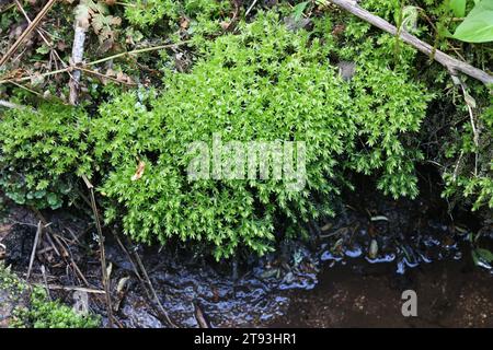 Mnium hornum, comunemente noto come Swan's Neck Thyme-Moss, pianta selvatica finlandese Foto Stock