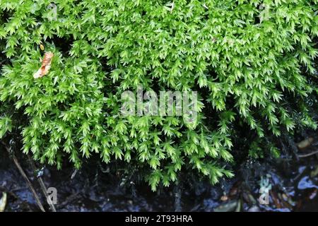 Mnium hornum, comunemente noto come Swan's Neck Thyme-Moss, pianta selvatica finlandese Foto Stock