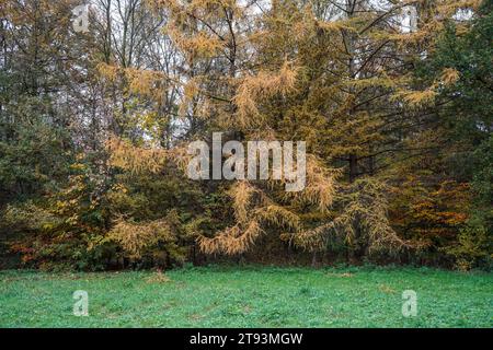 Larch comune, larix decidua, una conifera decidua, nel colore autunnale. Paesi Bassi. Foto Stock