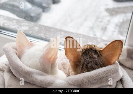 Grazioso gattino orientale shorthair tabby e gatto orientale bianco che guarda fuori dalla finestra sulla strada invernale Foto Stock