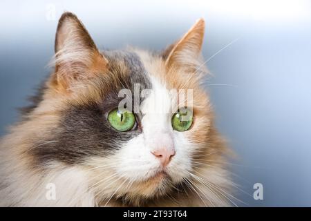 Ritratto di un gatto angora femminile con occhi verdi Foto Stock