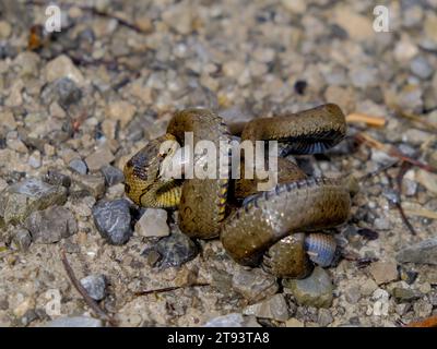 Giovane serpente d'erba che mangia un verme lento, fotografato in Germania in una giornata di sole. Foto Stock