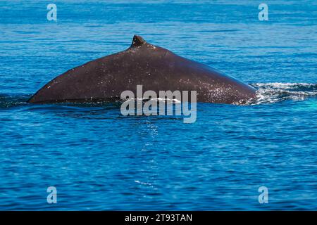 Vista ravvicinata della pinna dorsale della balena gobba Foto Stock