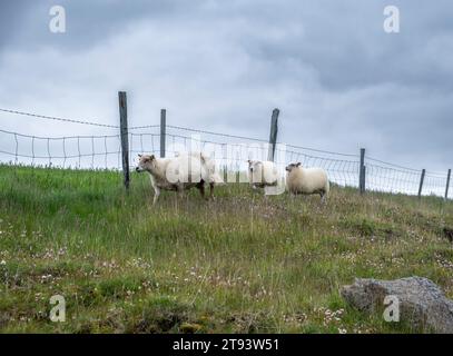 Pecore che pascolano sulle colline nella regione orientale dell'Islanda, in Europa. Pecore islandesi Foto Stock