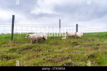 Pecore che pascolano sulle colline nella regione orientale dell'Islanda, in Europa. Pecore islandesi Foto Stock