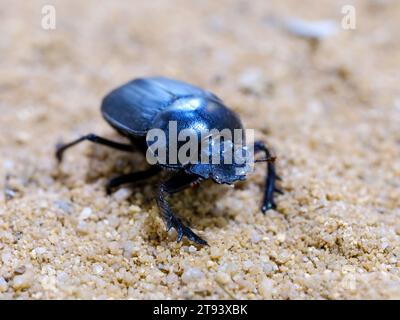 Primo piano di un grazioso scarabeo in cerca di cibo, preso in Germania in una giornata di sole. Foto Stock