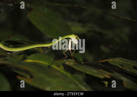 Vipere verdi serpenti sugli alberi e caccia al camaleonte in sri lanka Foto Stock