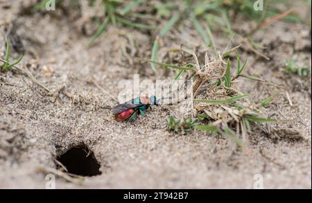 Vespa dalla coda rubina Chrysis ignita, Chrysididae, vespa cucculo, accanto ad un ingresso nido, RSPB Minsmere, Suffolk, agosto Foto Stock