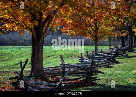 Antica recinzione a rotaia spaccata lungo un palco di acero autunnale. Foto Stock