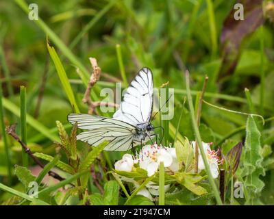 Farfalla bianca con venature nere. Si estingueva nel Regno Unito nel 1925. Questo è stato visto nel Regno Unito il 31.5.23 presso la Hutchinson's Bank, Croydon. Foto Stock