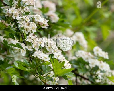 Farfalla bianca con venature nere. Si estingueva nel Regno Unito nel 1925. Questo è stato visto nel Regno Unito il 31.5.23 presso la Hutchinson's Bank, Croydon. Foto Stock