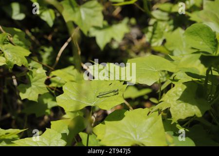 grandi foglie verdi con una mosca di drago Foto Stock