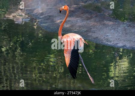 Fenicottero rosa arancio che strizza attraverso l'acqua. Foto Stock