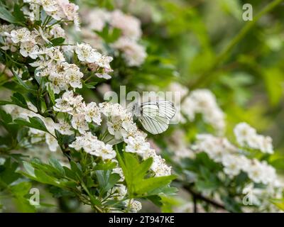 Farfalla bianca con venature nere. Si estingueva nel Regno Unito nel 1925. Questo è stato visto nel Regno Unito il 31.5.23 presso la Hutchinson's Bank, Croydon. Foto Stock