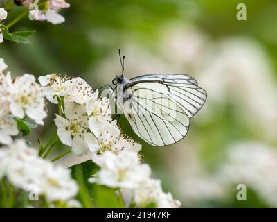 Farfalla bianca con venature nere. Si estingueva nel Regno Unito nel 1925. Questo è stato visto nel Regno Unito il 31.5.23 presso la Hutchinson's Bank, Croydon. Foto Stock