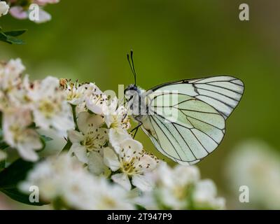 Farfalla bianca con venature nere. Si estingueva nel Regno Unito nel 1925. Questo è stato visto nel Regno Unito il 31.5.23 presso la Hutchinson's Bank, Croydon. Foto Stock