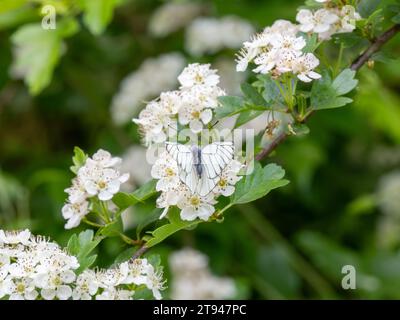 Farfalla bianca con venature nere. Si estingueva nel Regno Unito nel 1925. Questo è stato visto nel Regno Unito il 31.5.23 presso la Hutchinson's Bank, Croydon. Foto Stock