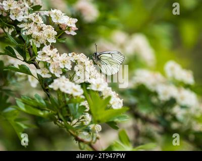 Farfalla bianca con venature nere. Si estingueva nel Regno Unito nel 1925. Questo è stato visto nel Regno Unito il 31.5.23 presso la Hutchinson's Bank, Croydon. Foto Stock