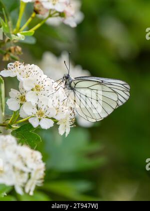 Farfalla bianca con venature nere. Si estingueva nel Regno Unito nel 1925. Questo è stato visto nel Regno Unito il 31.5.23 presso la Hutchinson's Bank, Croydon. Foto Stock