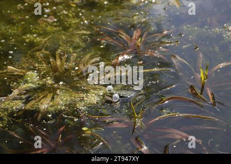 Crollare la rana in uno stagno Foto Stock