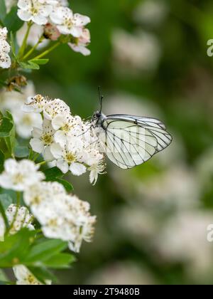 Farfalla bianca con venature nere. Si estingueva nel Regno Unito nel 1925. Questo è stato visto nel Regno Unito il 31.5.23 presso la Hutchinson's Bank, Croydon. Foto Stock