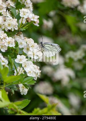 Farfalla bianca con venature nere. Si estingueva nel Regno Unito nel 1925. Questo è stato visto nel Regno Unito il 31.5.23 presso la Hutchinson's Bank, Croydon. Foto Stock