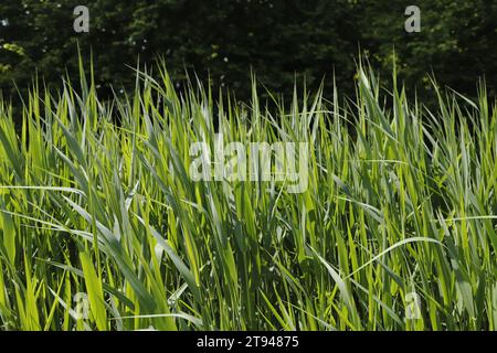Canne verdi che crescono in verticale in uno stagno Foto Stock