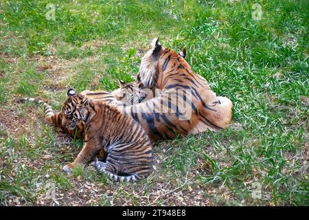 TIGET (Panthera leo) leccare cucciolo, rilassarsi sull'erba. Foto Stock