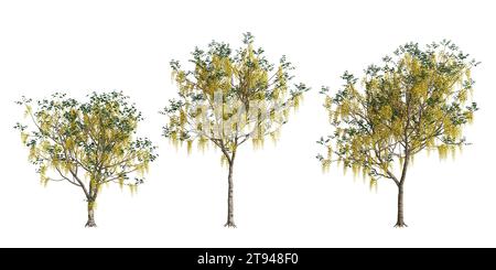 Illustrazione 3d dell'albero della fistola Set Cassia isolato su sfondo bianco Foto Stock