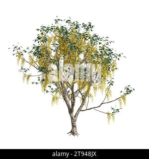 Illustrazione 3d dell'albero della fistola Cassia isolato su sfondo bianco Foto Stock