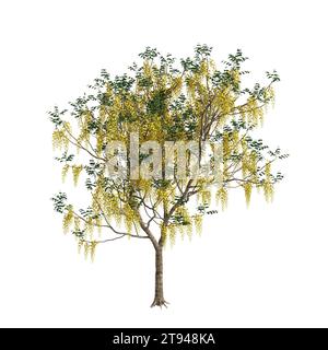 Illustrazione 3d dell'albero della fistola Cassia isolato su sfondo bianco Foto Stock