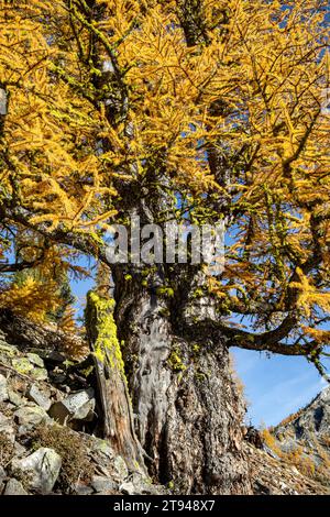 WA23749-00...WASHINGTON - molto vecchio larice sulla collina rocciosa sotto il passo Horsehead nella foresta nazionale di Okanogan. Foto Stock