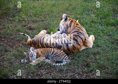 Leonessa (Panthera leo) leccare cucciolo, rilassandosi sull'erba. Foto Stock