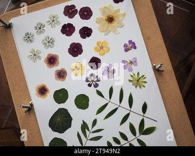 Piccoli fiori multicolori pressati in un pressa per fiori per l'artigianato del giardino Foto Stock