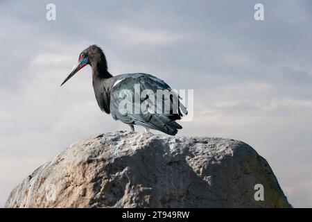 La Abdim stork (Ciconia abdimii), noto anche come bianco a becco di cicogna, è una cicogna nera con gambe grigio, rosso le ginocchia e i piedi, bill grigio e bianco underpart Foto Stock